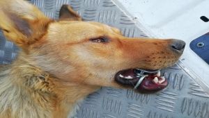 Ağzına çelik halka sıkışan köpeğin imdadına AFAD yetişti