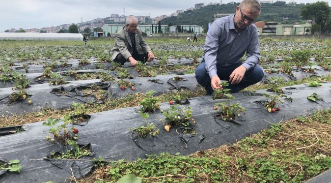 Alacakları çilekleri kendileri topluyorlar 