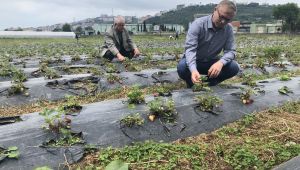 Alacakları çilekleri kendileri topluyorlar 