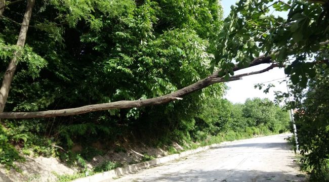 Zonguldak'ta fırtına ağaçları devirdi