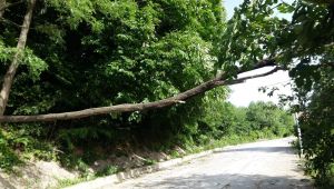 Zonguldak'ta fırtına ağaçları devirdi 