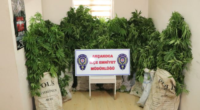 Akçakoca’da polisten kenevir operasyonu