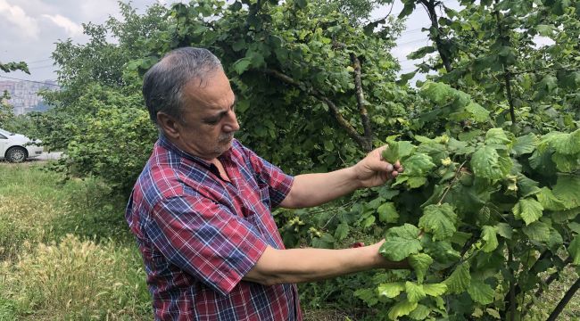  Fındıkta külleme hastalığı, Batı Karadeniz'i de tehdit ediyor 