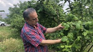  Fındıkta külleme hastalığı, Batı Karadeniz'i de tehdit ediyor 