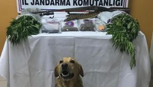 - Jandarmadan uyuşturucu operasyonu 