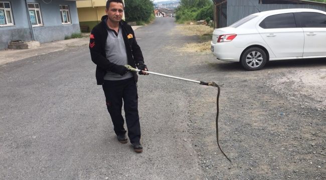 Kdz. Ereğli itfaiyesinde yılan mesaisi