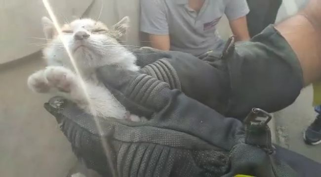 Kedi kurtarma operasyonu