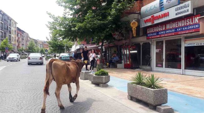  Yolunu şaşıran inek şehir merkezinde gezdi 