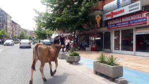 Yolunu şaşıran inek şehir merkezinde gezdi 