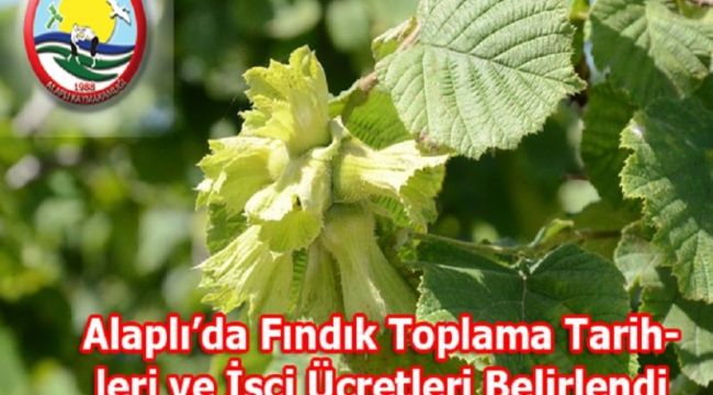 - Alaplı’da Fındık Toplama Tarihleri ve İşçi Ücretleri Belirlendi