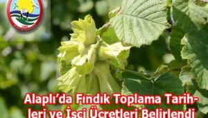 - Alaplı’da Fındık Toplama Tarihleri ve İşçi Ücretleri Belirlendi