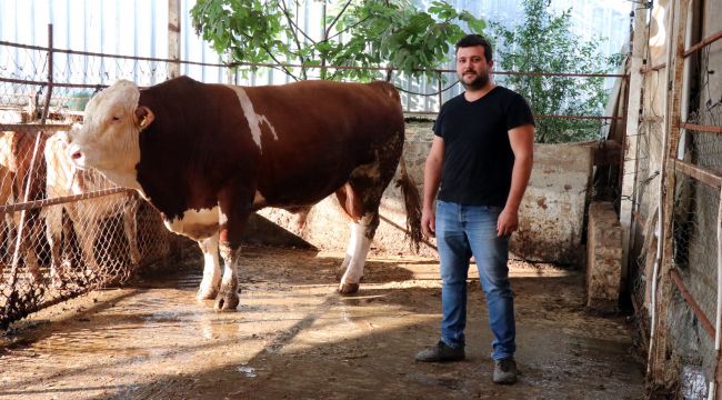  Bu kurbanlık otomobil fiyatına satılıyor 