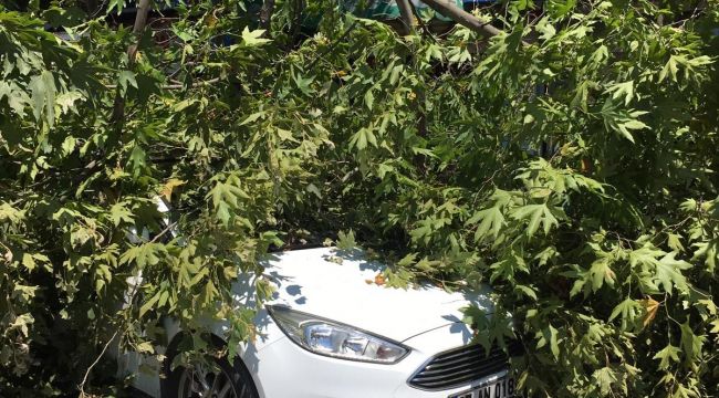  Çürüyen ağacın dalı park halindeki otomobilin üzerine devrildi 