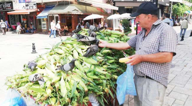 GÜVERCİNLERİ ELLERİYLE BESLİYOR