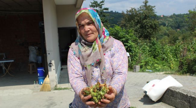 21 bin fındık üreticisinin cebine 745 milyon TL girecek 