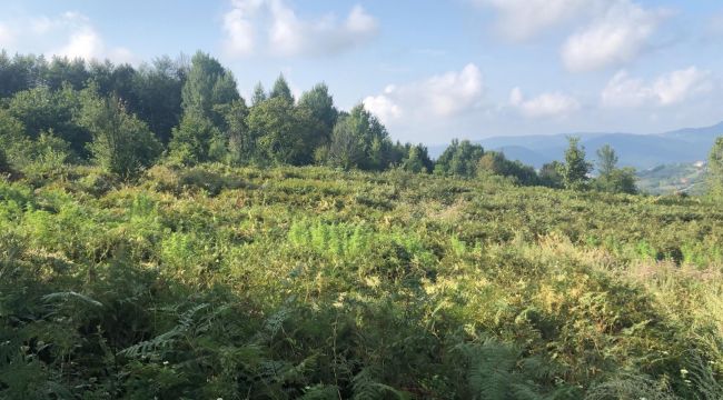 - Tarlasına Hint keneviri eken çift adliyede