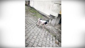 Uyuz köpek paniği!