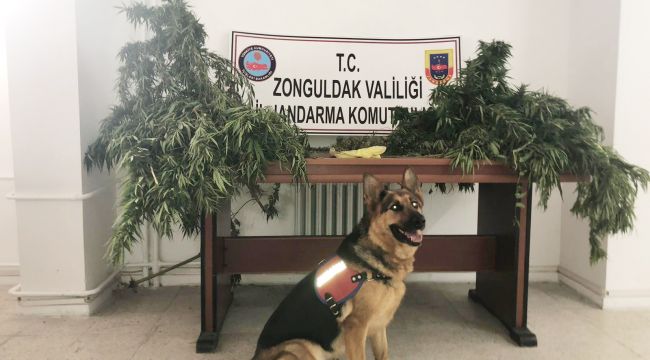 Bahçede kenevirleri sularken yakalandı