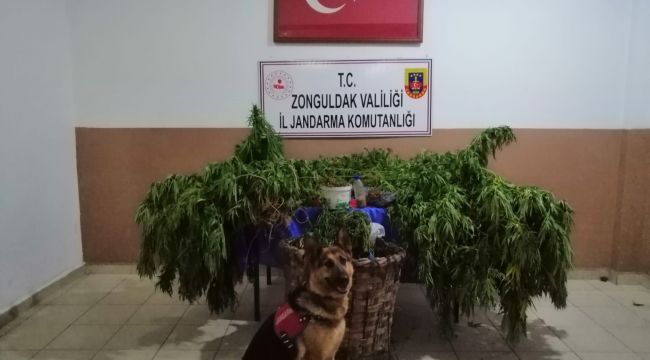 Jandarmadan uyuşturucu operasyonu