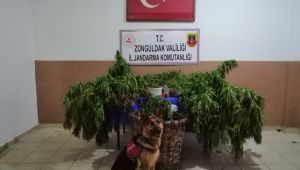 Jandarmadan uyuşturucu operasyonu