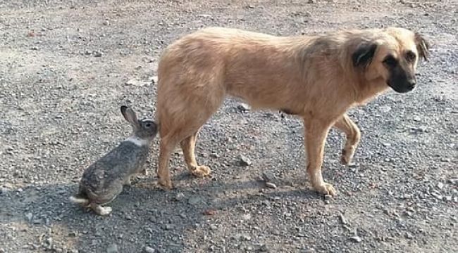 Tavşan ile köpeğin dostluğu görenleri şaşırtıyor