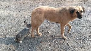 Tavşan ile köpeğin dostluğu görenleri şaşırtıyor