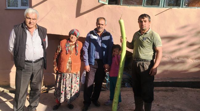 170 santimetrelik kabak görenleri şaşkına çeviriyor