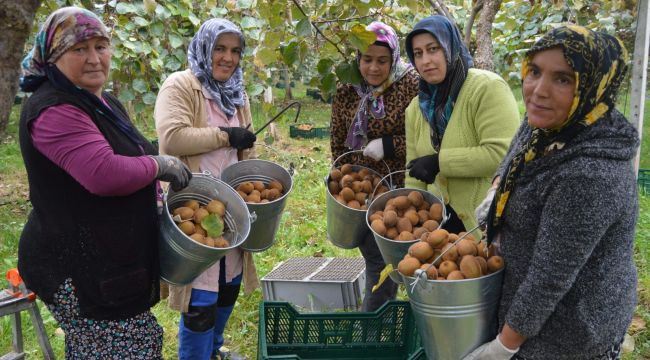  Bataklık araziden tonlarca kivi hasadına