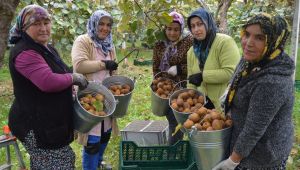  Bataklık araziden tonlarca kivi hasadına