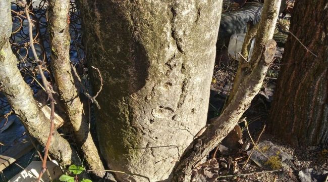 Alaplı' da Roma dönemine ait sütunlar ele geçirildi