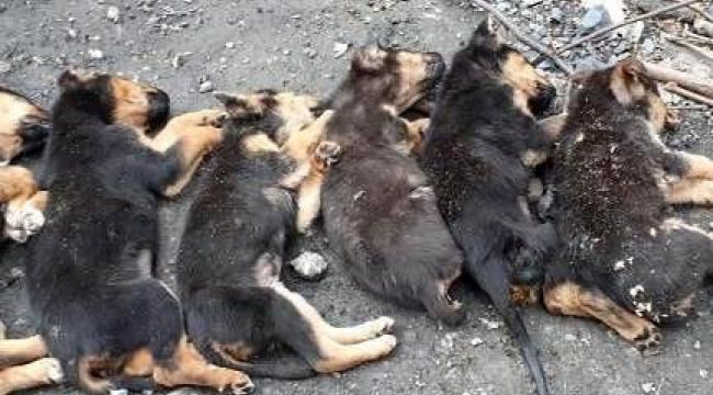  8 yavru köpekten 7'si ölü bulundu, hayvanseverler ayağa kalktı