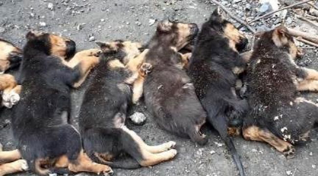 8 yavru köpekten 7'si ölü bulundu, hayvanseverler ayağa kalktı