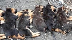  8 yavru köpekten 7'si ölü bulundu, hayvanseverler ayağa kalktı