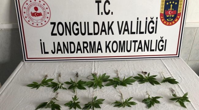 - Kısıtlama gününde kenevir sularken yakalandı