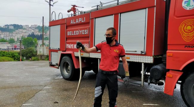 - Namaz sırasında 2 metrelik yılan paniğe neden oldu