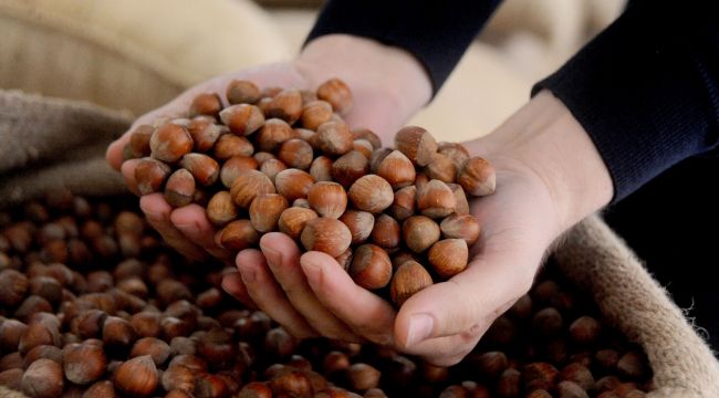 AB ülkelerine Mayıs ayında bin 540 ton 545 kilo fındık ihraç edildi
