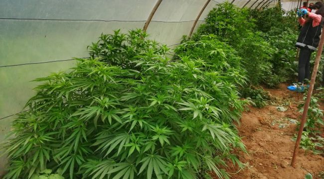 Kdz. Ereğli polisinden kenevir operasyonu