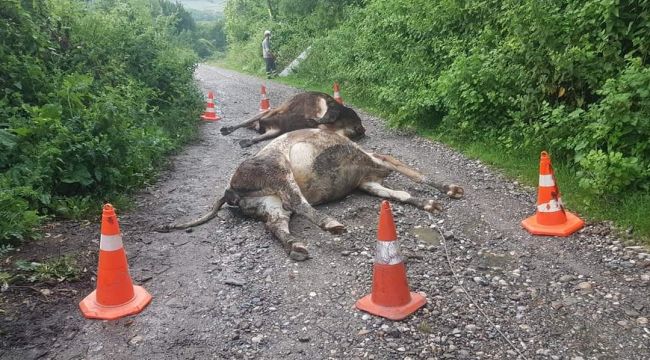 - Kopan elektrik telleri iki büyükbaş hayvanı telef etti