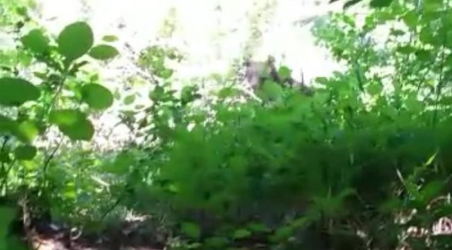 Takıldığı tellerden kurtulan ayı korkulu anlara neden oldu