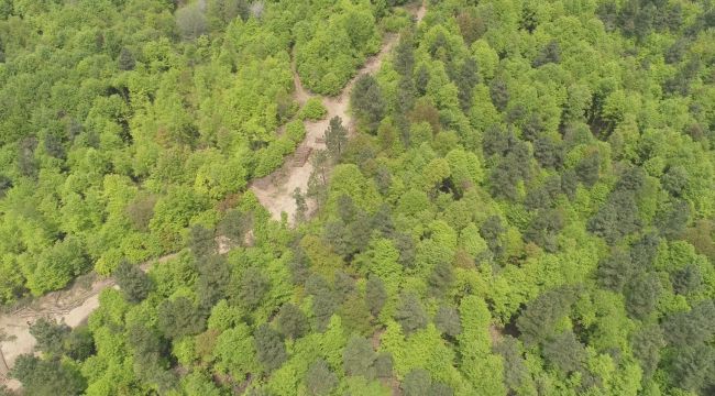 - Zararlı Gal Arısı Zonguldak ve Bartın’da görüldü