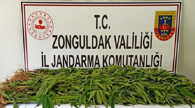 - Zonguldak'ta 143 kök kenevir ele geçirildi