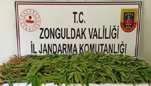 - Zonguldak'ta 143 kök kenevir ele geçirildi