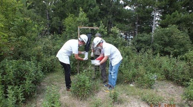 - Köknar ağaçlarını komandolar koruyacak