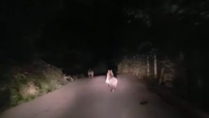  Otomobille ayıları köye kadar takip ettiler