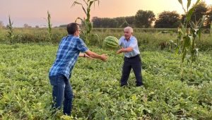 - Yedikleri karpuzdan çıkan çekirdekleri dikip, karpuz bahçesi yaptılar