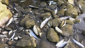 - Barajda su seviyesi düştü, binlerce balık telef oldu