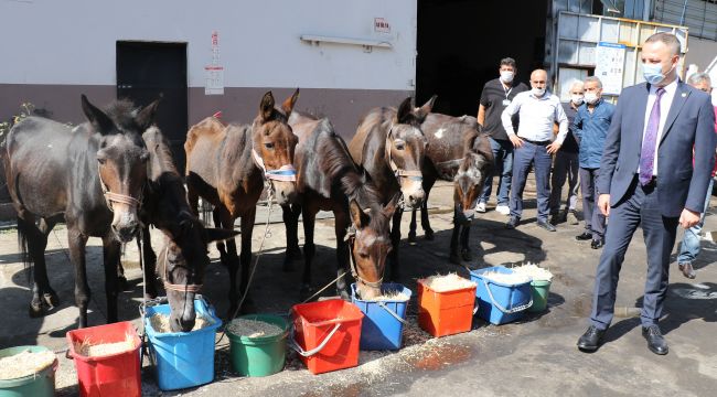 - Emektar katırlar törenle emekli edildi