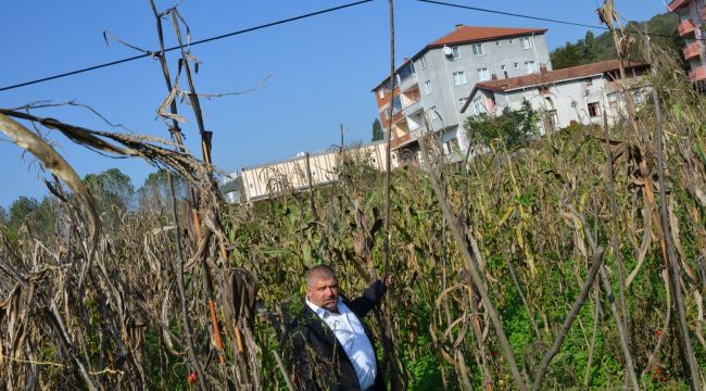 - Mahalle sakinleri telefon direklerinin yıkılacağı korkusuyla yaşıyor