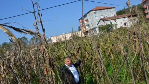 - Mahalle sakinleri telefon direklerinin yıkılacağı korkusuyla yaşıyor