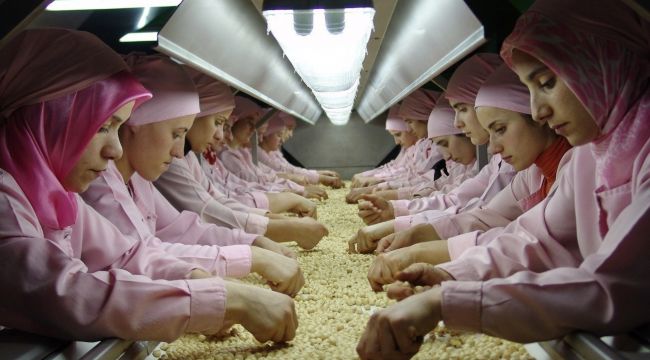- Düzce'den Avrupa'ya 559 ton iç fındık ihraç edildi